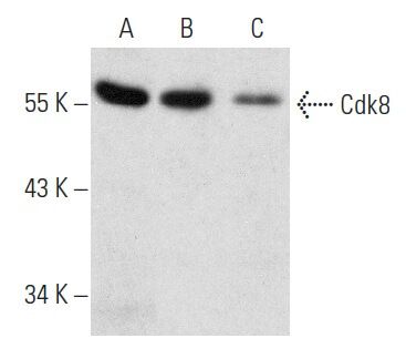 Cdk8 Antibody (D-9) | SCBT - Santa Cruz Biotechnology