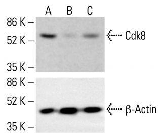 Cdk8 Antibody (D-9) | SCBT - Santa Cruz Biotechnology