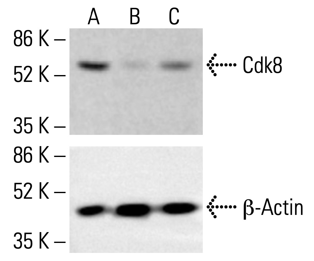 Cdk8 Antibody (D-9) | SCBT - Santa Cruz Biotechnology
