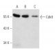western blotting image from recommended Cdk8 (D-9) monoclonal antibody replacement. Image 354300