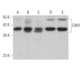 western blotting image from recommended Cdk9 (D-7) monoclonal antibody replacement. Image 373021