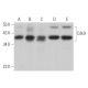 western blotting image from recommended Cdk9 (D-7) monoclonal antibody replacement. Image 373021