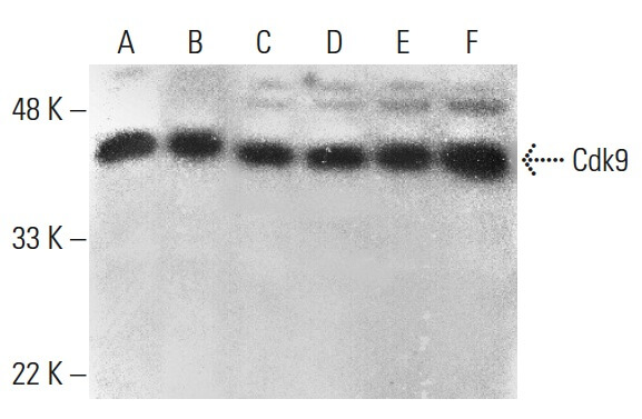 Cdk9 Antibody (D-7) | SCBT - Santa Cruz Biotechnology