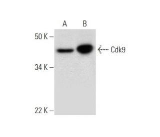 Cdk9 Antibody (E-4) - Western Blotting - Image 295769 