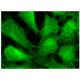 Cdk9 Antibody (F-6) - Immunofluorescence - Image 157259 
