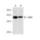 Cdk9 Antibody (F-6) - Western Blotting - Image 157667