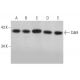 Cdk9 Antibody (F-6) - Western Blotting - Image 353143 