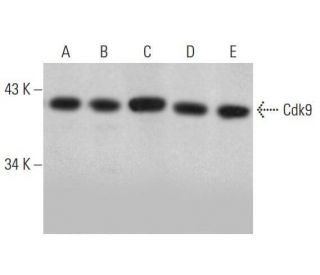 Cdk9 Antibody (F-6) - Western Blotting - Image 353143