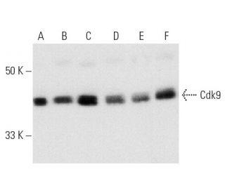 Cdk9 Antibody (D-7) - Western Blotting - Image 501 