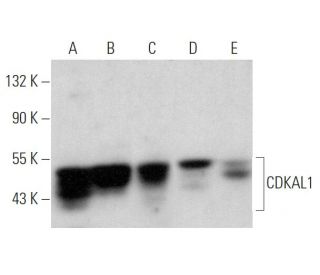CDKAL1 Antibody (E-9) - Western Blotting - Image 366201 