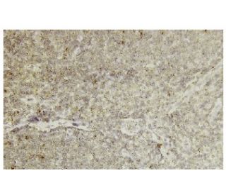 CdkL4 Antibody (X-18) - Immunohistochemistry - Image 35905