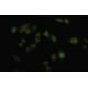 CDKN2AIP Antibody (18.7) - Immunofluorescence - Image 35459