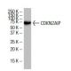 CDKN2AIP Antibody (18.7) - Western Blotting - Image 33486 