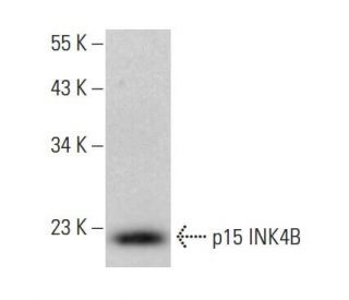 CDKN2B/p15 INK4B Antibody (D-12) - Western Blotting - Image 353251
