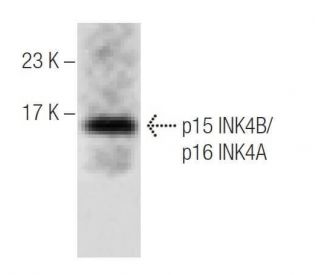 CDKN2B/CDKN2A/p16 Antibody (C-7) - Western Blotting - Image 284429