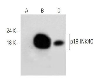 CDKN2C/p18 INK4c Antibody (H-7) - Western Blotting - Image 324748