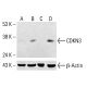 CDKN3 Antibody (39) - Western Blotting - Image 412851