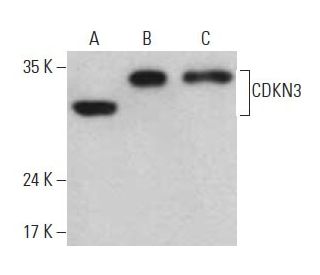 western blotting image from recommended CDKN3 (39) monoclonal antibody replacement. Image 396115