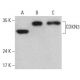 western blotting image from recommended CDKN3 (39) monoclonal antibody replacement. Image 396115