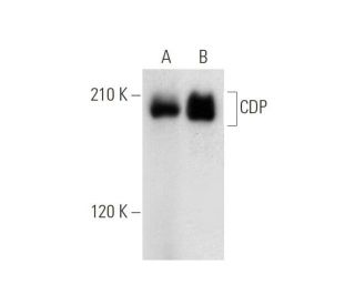 CDP Antibody (B-10) - Western Blotting - Image 314151 