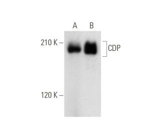 western blotting image from recommended CUTL1/CUX1/CDP (B-10) monoclonal antibody replacement. Image 314151