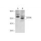CDSN Antibody (C-3) - Western Blotting - Image 333408