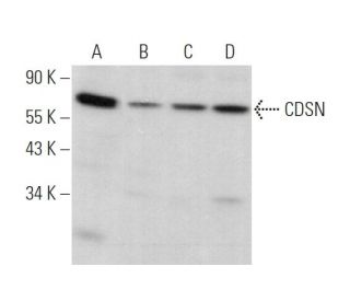 CDSN Antibody (C-3) - Western Blotting - Image 369965 