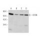 CDSN Antibody (C-3) - Western Blotting - Image 369965 