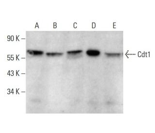 western blotting image from recommended Cdt1 (F-6) monoclonal antibody replacement. Image 381784