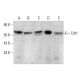 western blotting image from recommended Cdt1 (F-6) monoclonal antibody replacement. Image 381784