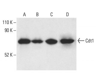 Cdt1 Antibody (F-6) - Western Blotting - Image 401858