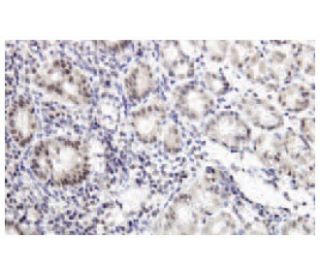 Cdx1 Antibody (286.4) - Immunohistochemistry - Image 53849