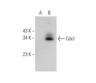 Cdx1 Antibody (D-4) - Western Blotting - Image 344265