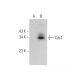 Cdx1 Antibody (D-4) - Western Blotting - Image 344265