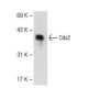 Cdx2 Antibody (B-3) - Western Blotting - Image 109254