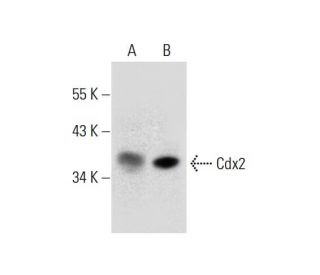 western blotting image from recommended Cdx2 (E-1) monoclonal antibody replacement. Image 297621