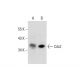 western blotting image from recommended Cdx2 (E-1) monoclonal antibody replacement. Image 297621