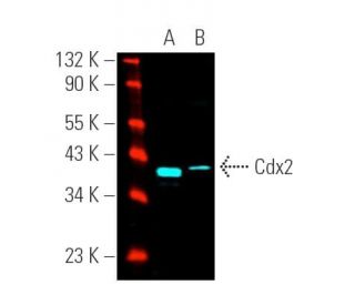 Cdx2 Antibody (E-1) - Western Blotting - Image 391502