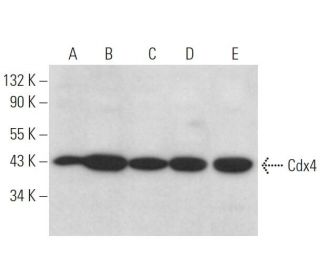 Cdx4 Antibody (C-7) - Western Blotting - Image 371905 