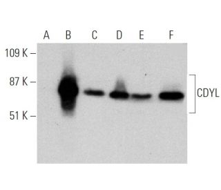 CDYL Antibody (E-8) - Western Blotting - Image 364910 