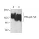 CEACAM1/3/6 Antibody (3H2379) - Western Blotting - Image 381291 