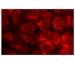 CEACAM1 Antibody (E-10) - Immunofluorescence - Image 135330 