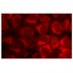 CEACAM1 Antibody (E-10) - Immunofluorescence - Image 135330 