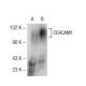 CEACAM1 Antibody (E-10) - Western Blotting - Image 73026 