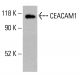 CEACAM1 Antibody (E-10) - Western Blotting - Image 413683