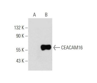 CEACAM16 Antibody (A-4) - Western Blotting - Image 319603