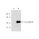 CEACAM16 Antibody (A-4) - Western Blotting - Image 319603