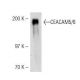 CEACAM5/6 Antibody (MUS) - Western Blotting - Image 21328 