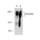 CEACAM5 Antibody (26/3/13) - Western Blotting - Image 14582
