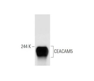 CEACAM5 Antibody (CB30) - Western Blotting - Image 57578 